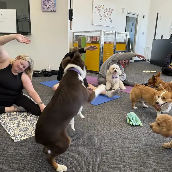 Puppies during yoga class at K9 Rox Club